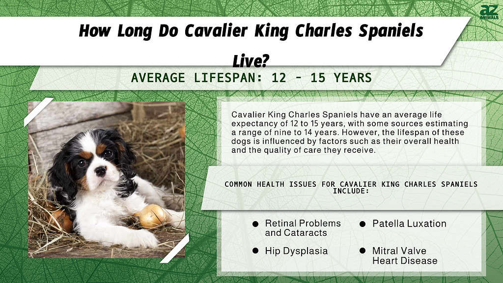 How Long Do Cavalier King Charles Spaniels Live? infographic