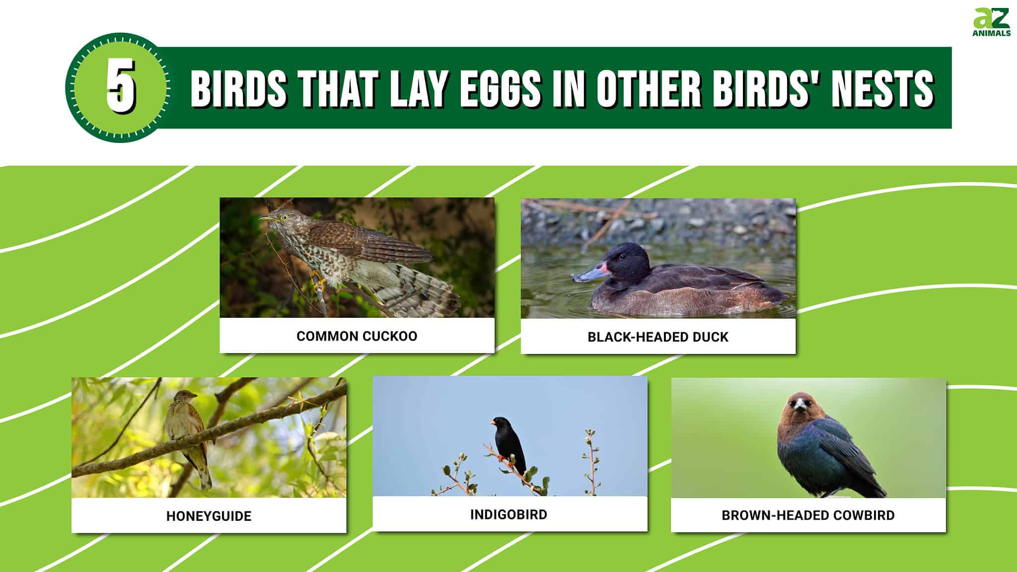 5 Birds That Lay Eggs in Other Birds' Nests AZ Animals