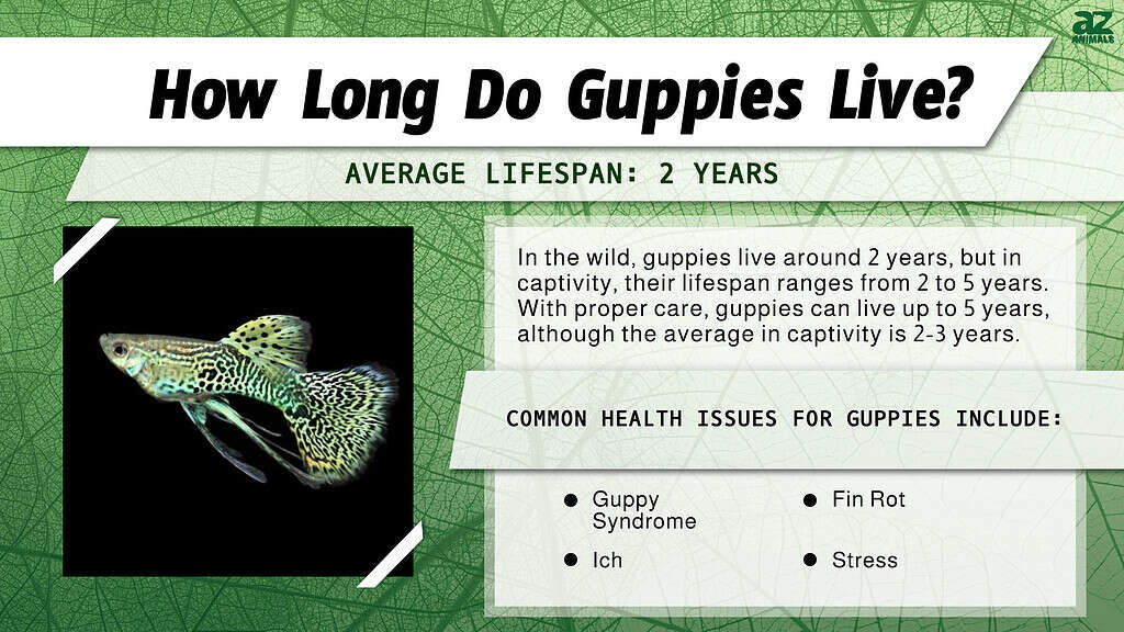 How Long Do Guppies Live? infographic
