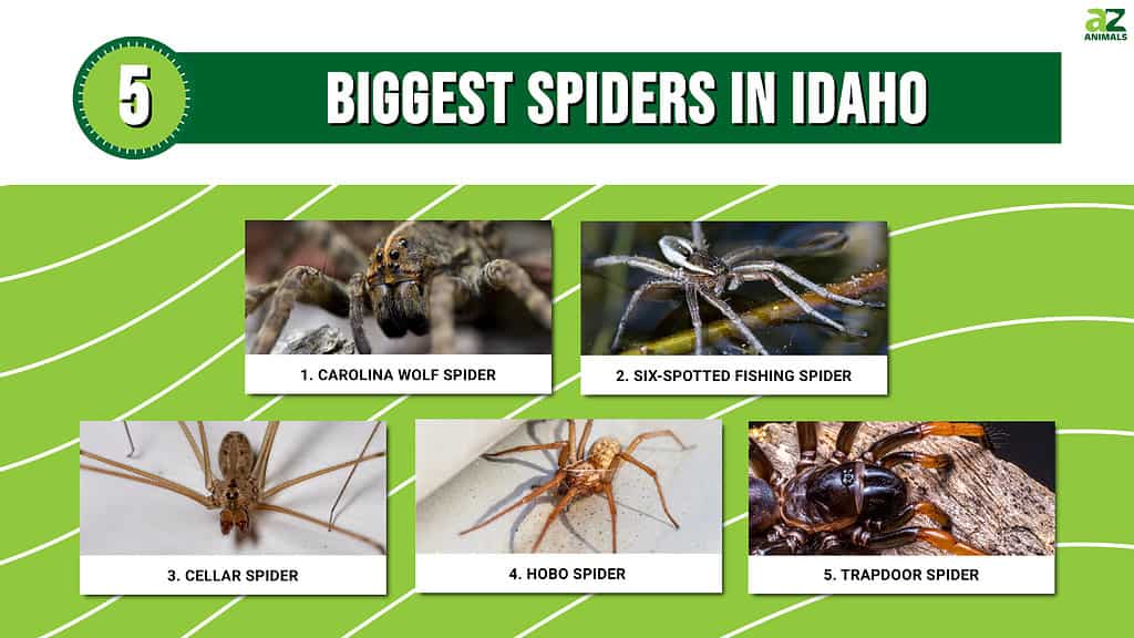 Infographic of 5 Biggest Spiders in Idaho