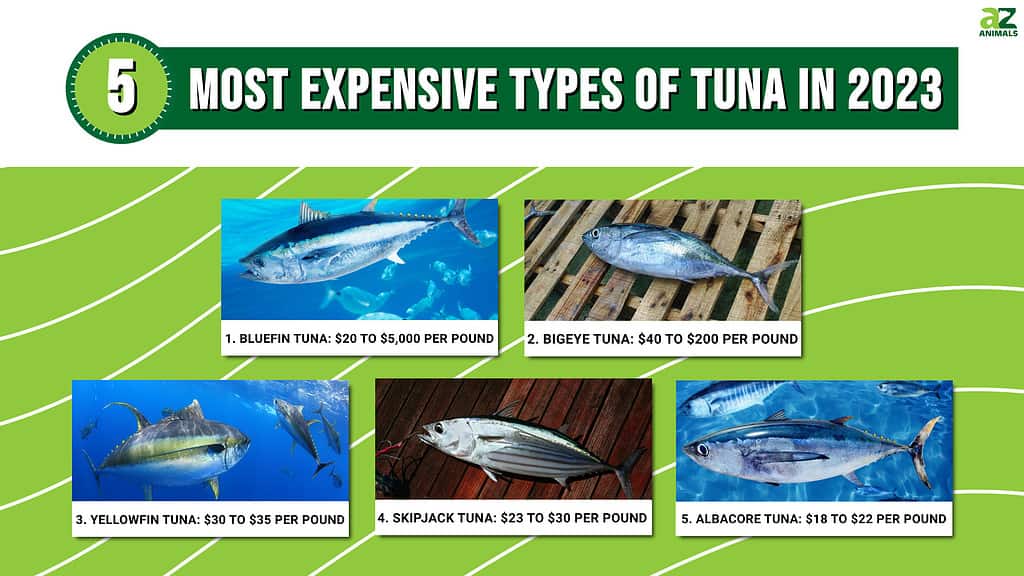 Discover The Top 5 Most Expensive Types Of Tuna In 2023 AZ Animals