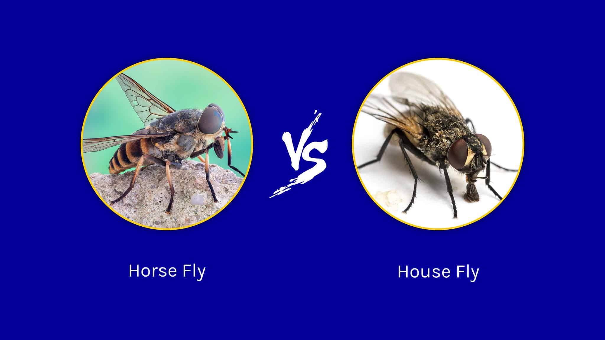 Horse Fly vs. House Fly 5 Key Differences AZ Animals