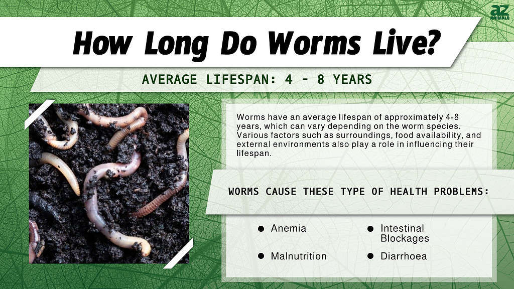 How Long Do Worms Live? infographic
