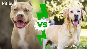 Pit Bull vs. Labrador Retriever: 3 Key Differences Picture