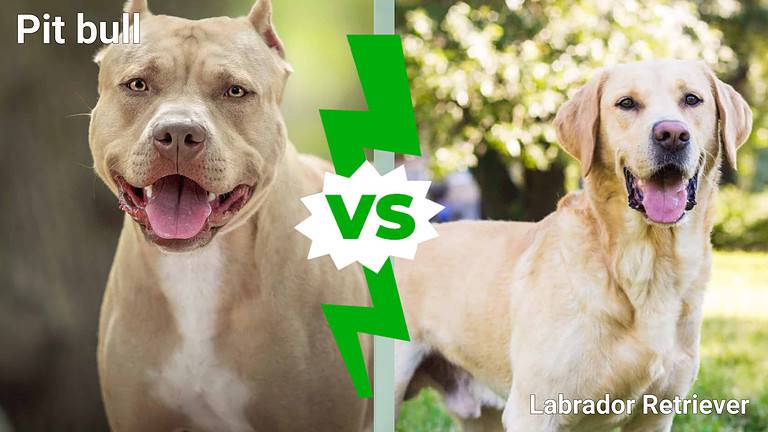 Pit bull Vs. Labrador retriever