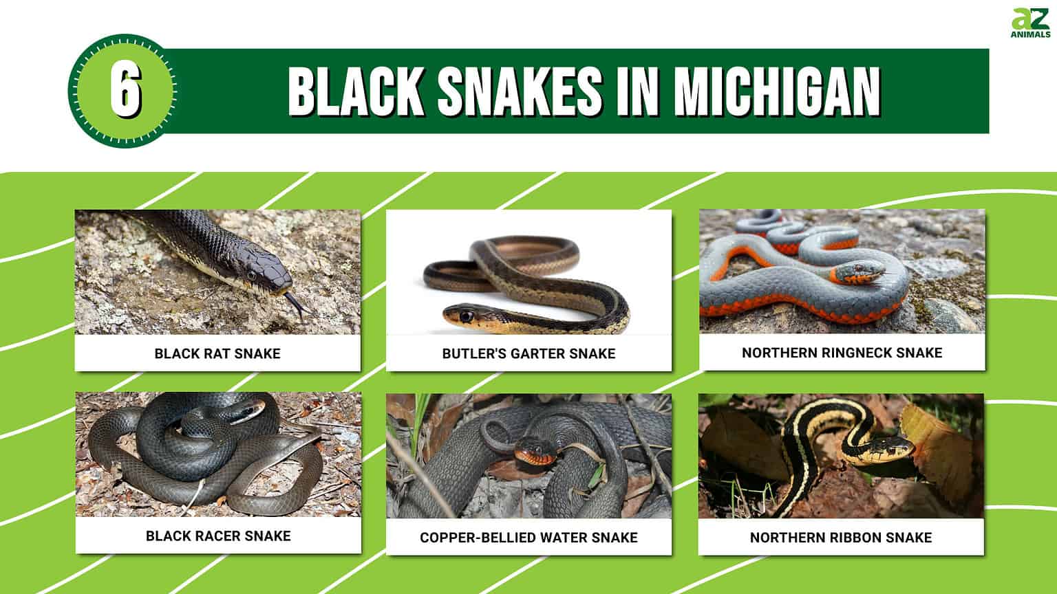 6 Black Snakes in Michigan - A-Z Animals