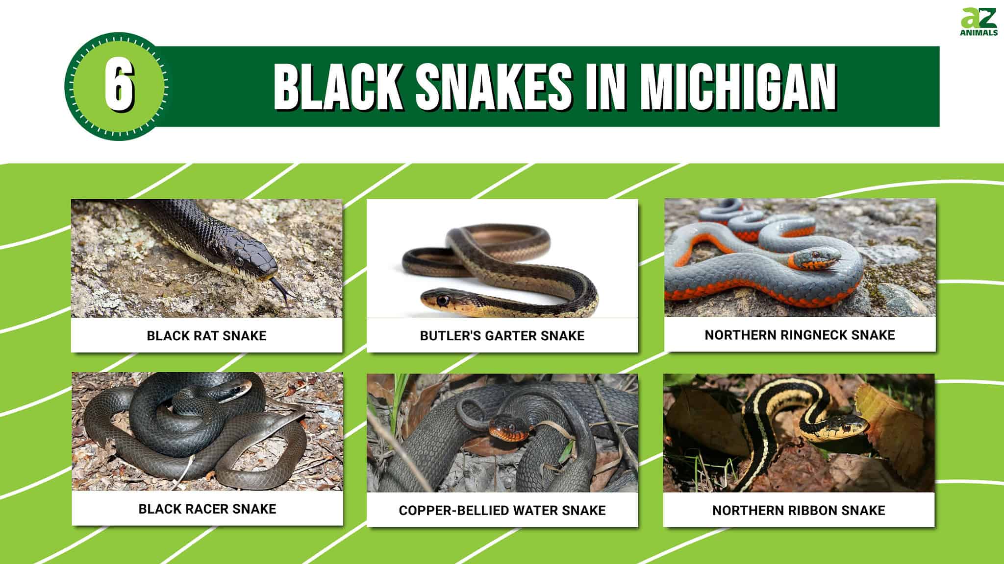 6 Black Snakes in Michigan - A-Z Animals