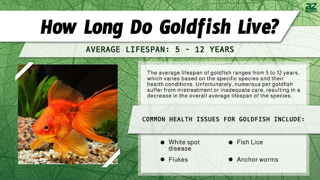 How Long Do Goldfish Live? infographic