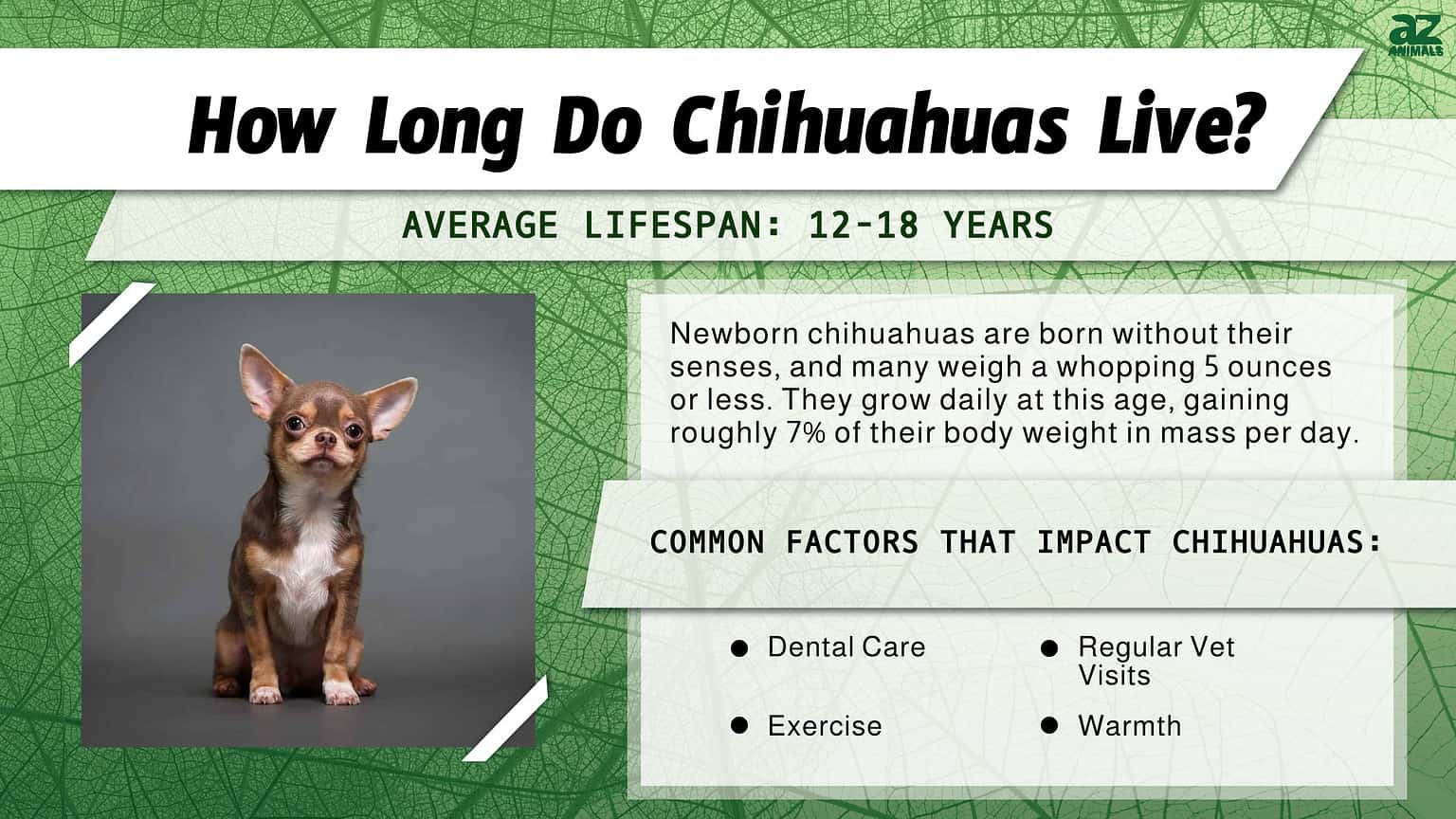 Chihuahua Lifespan How Long Do Chihuahuas Live? AZ Animals