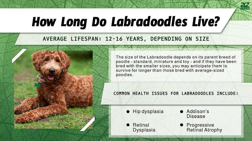 standard labradoodle size