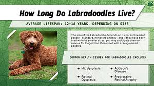 Labradoodle Lifespan: How Long Do Labradoodles Live? - A-Z Animals