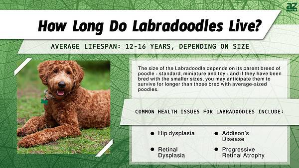 Labradoodle Lifespan: How Long Do Labradoodles Live? - A-Z Animals