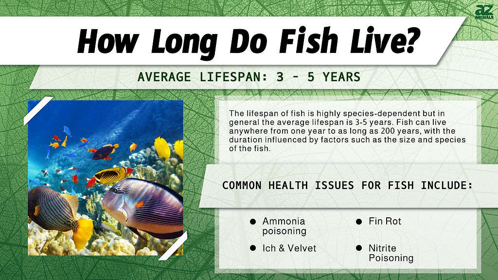 How Long Do Fish Live? infographic