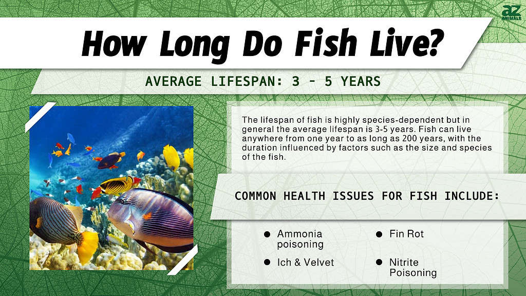 fish-lifespan-how-long-do-fish-live-a-z-animals