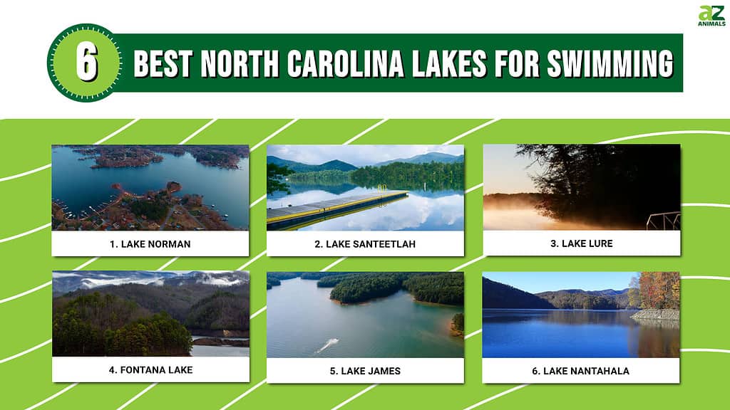 Best North Carolina Lakes For Swimming infographic