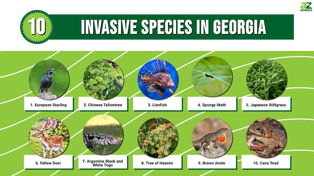 Infographic of 10 Invasive Species in Georgia