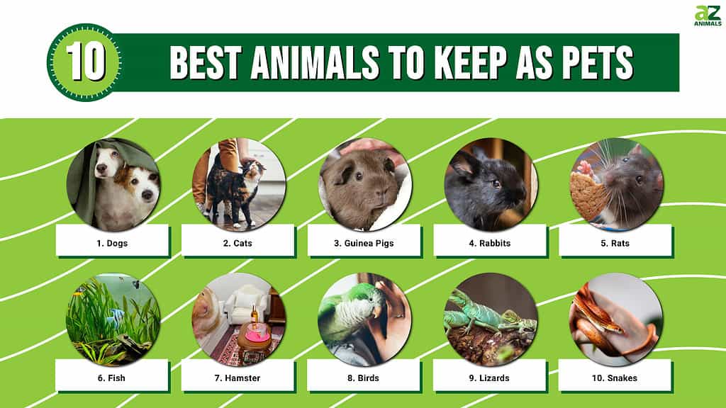 Top 5 Pets To Watch Out For