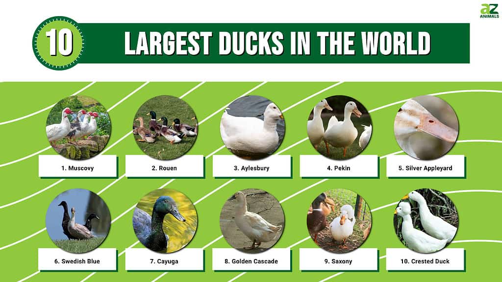 Largest Ducks In The World infographic