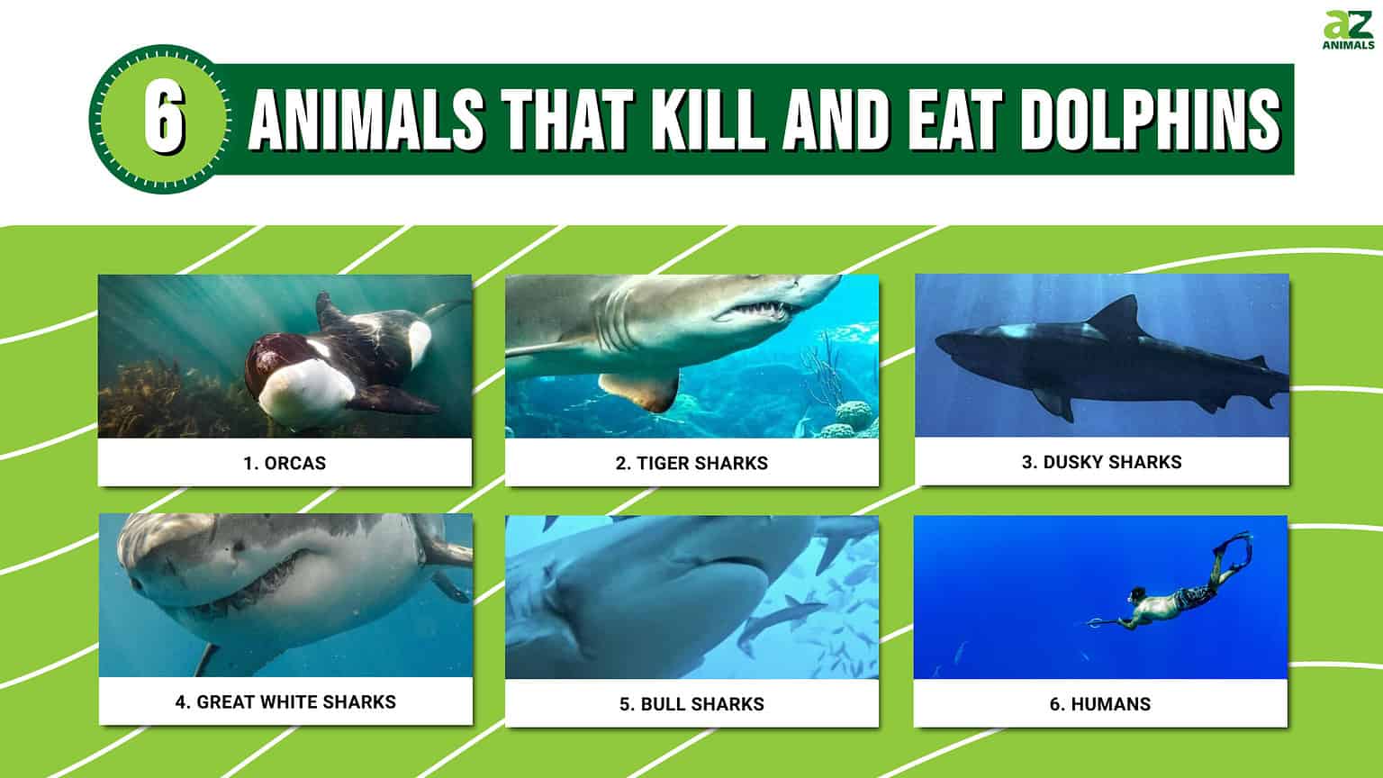 Dolphin Predators: These 6 Animals Kill and Eat Dolphins - A-Z Animals