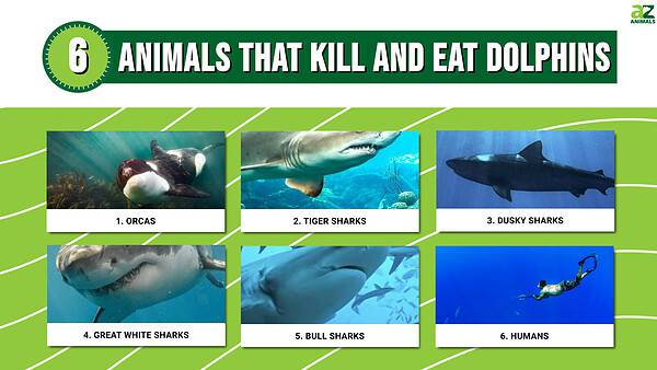 Dolphin Predators: These 6 Animals Kill and Eat Dolphins - A-Z Animals