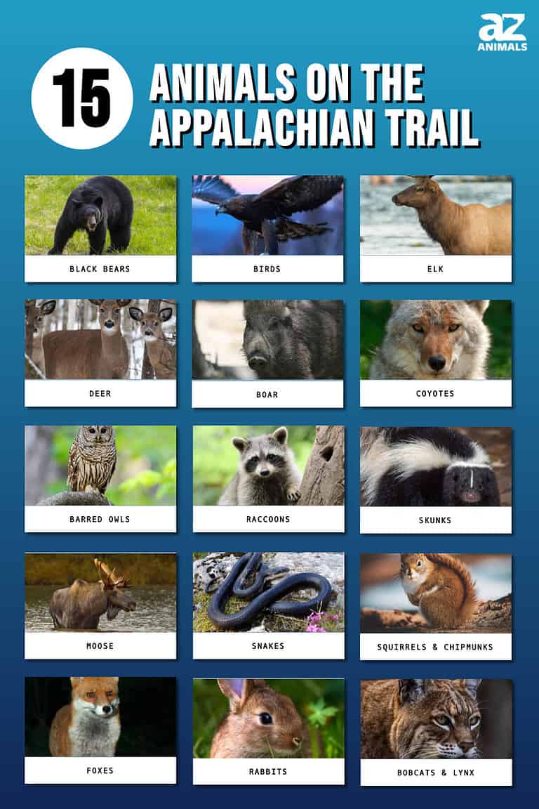15 Animals On The Appalachian Trail A Z Animals