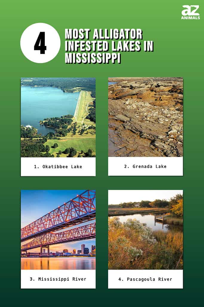Infographic of 4 Most Alligator Infested Lakes in Mississippi