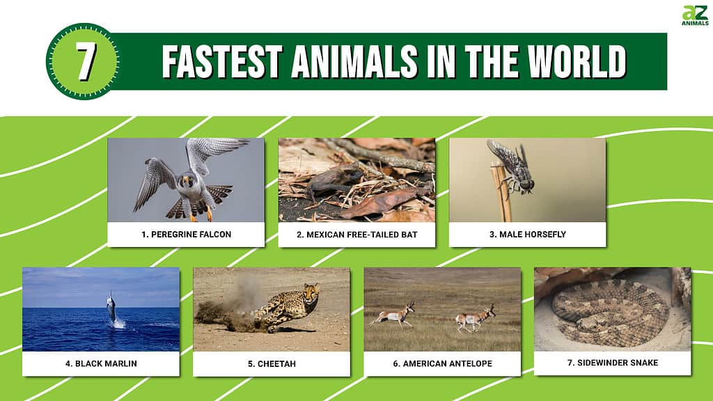 Infographic of Fastest Animals in the World