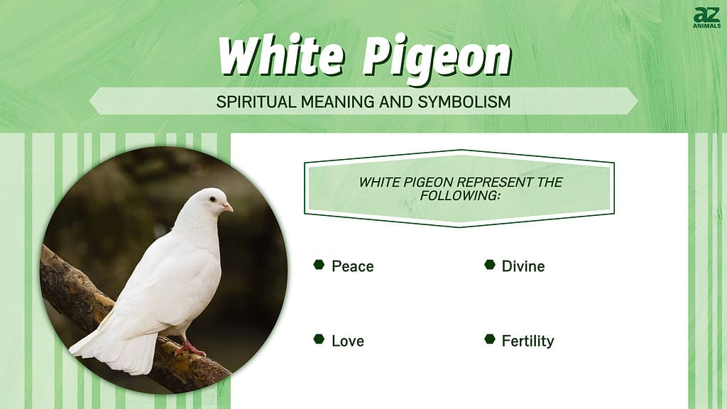 White Pigeon infographic