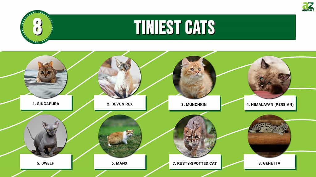 Infographic of 8 Tiniest Cats