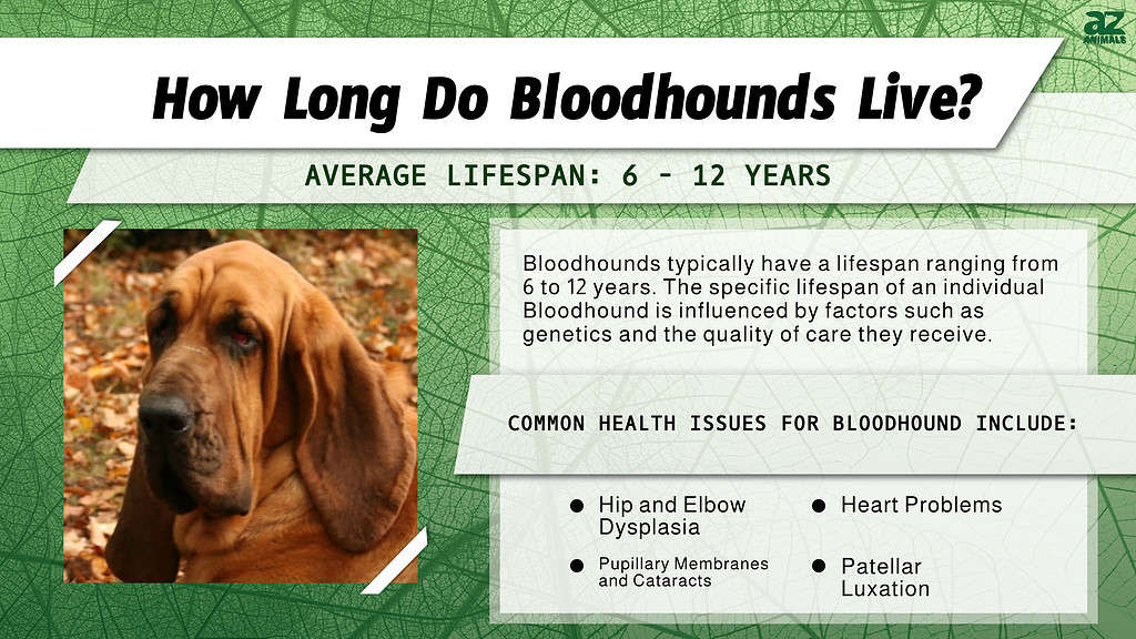How Long Do Bloodhounds Live? infographic