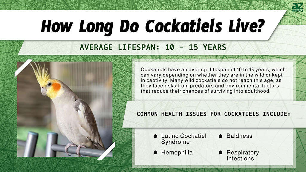 How Long Do Cockatiels Live? infographic