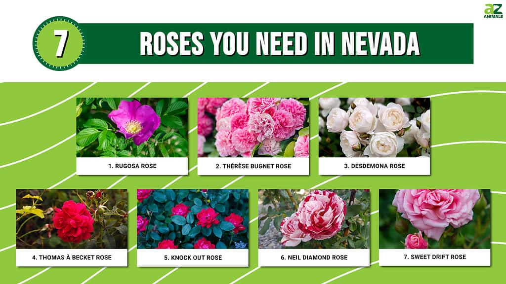 Infographic of 7 Roses You Need in Nevada