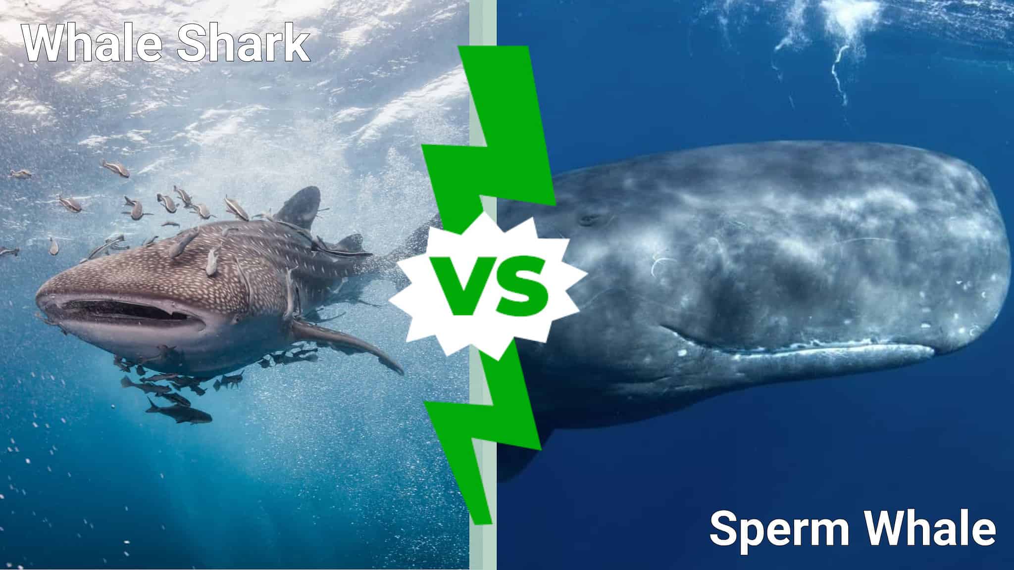 Whale Shark Vs. Sperm Whale: Which Deep Sea Giant Would Win In A Fight ...