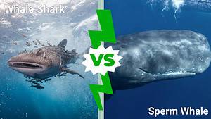 Whale Shark vs. Sperm Whale: Which Deep Sea Giant Would Win in a Fight? Picture
