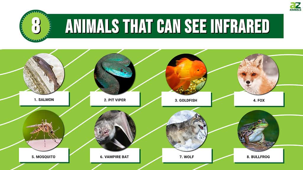 The Top 8 Animals That Can See Infrared - A-Z Animals