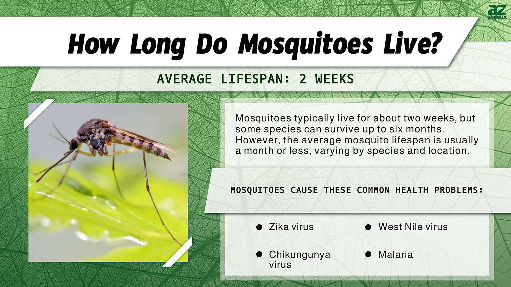 How Long Do Mosquitoes Live? infographic
