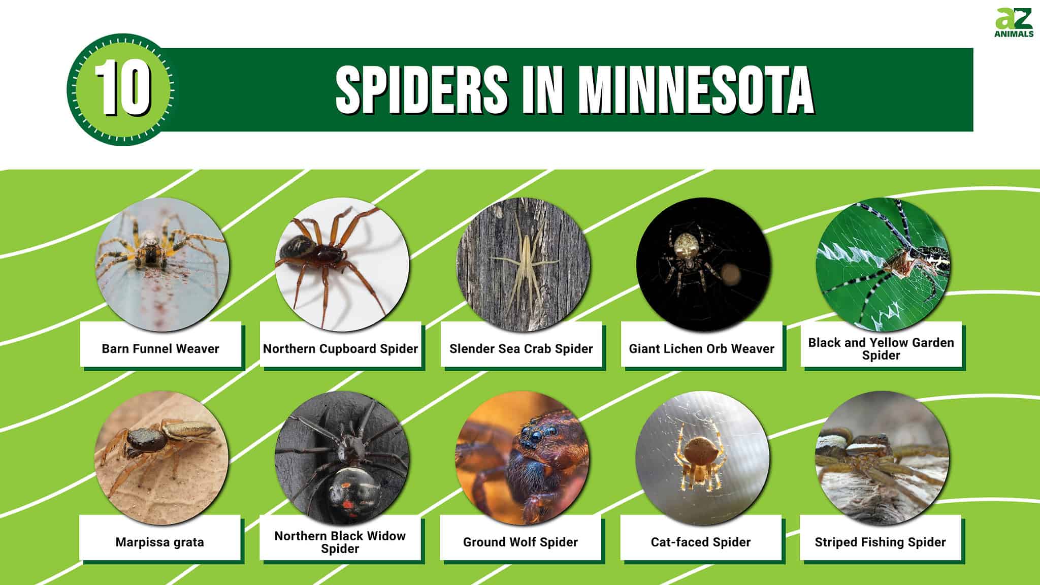 10 Spiders In Minnesota - A-Z Animals