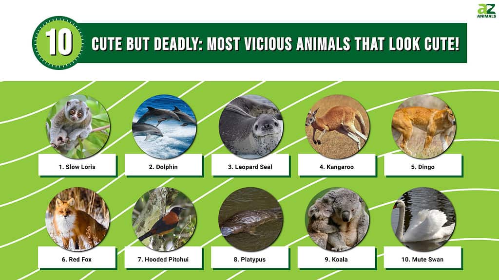 From Fluffy to Deadly - The Most Cute Animals But Deadly You Never Knew