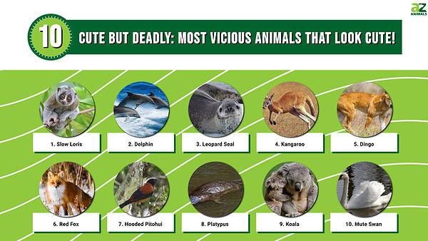 Cute But Deadly: The 10 Most Vicious Animals That Look Cute! - A-Z Animals