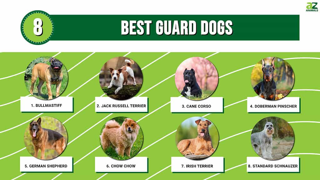 Best Guard Dogs infographic