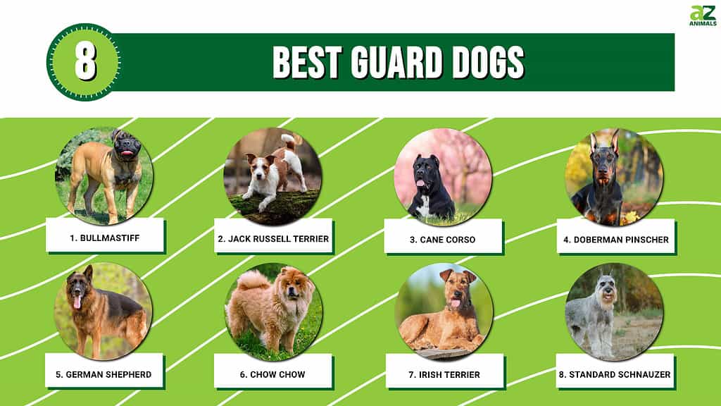 top 5 guard dogs in the world