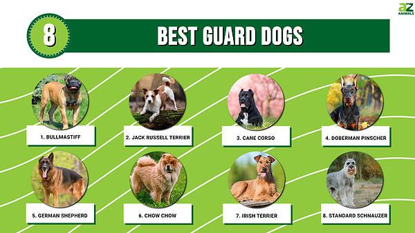 8 Best Guard Dogs - A-Z Animals