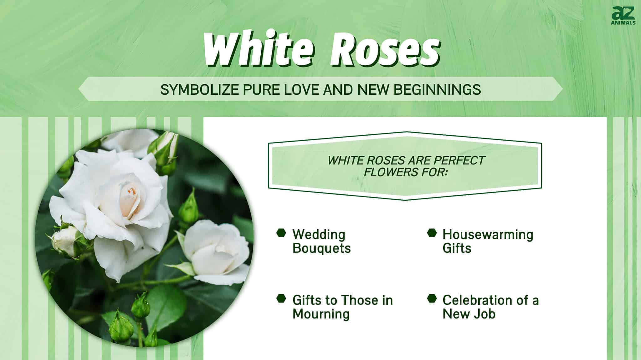 White Roses Meaning, Symbolism, and Proper Occasions AZ Animals