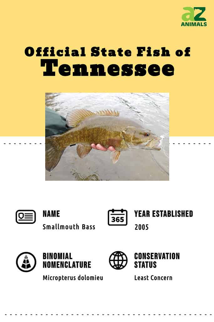 state fish of tennessee