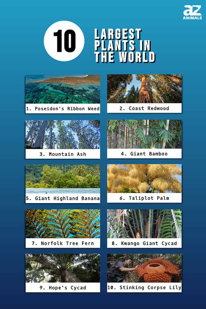 Infographic of 10 Largest Plants in the World