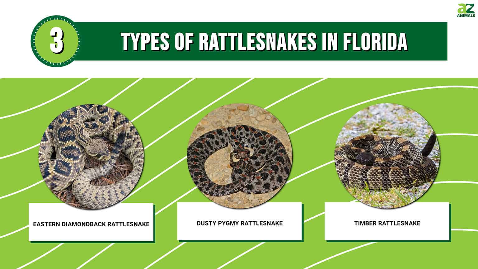 Discover the 3 Types of Rattlesnakes in Florida - A-Z Animals