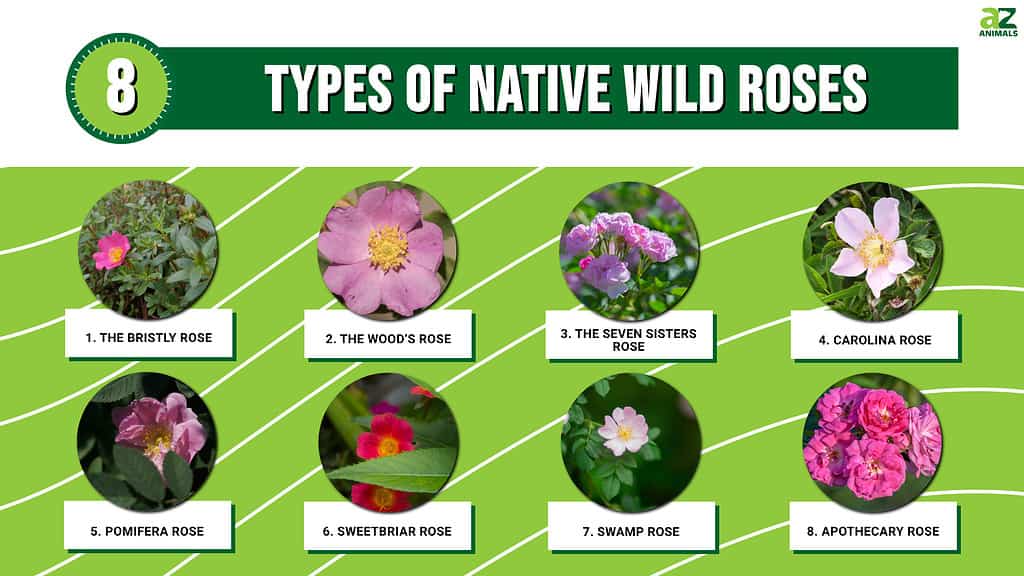 wild rose