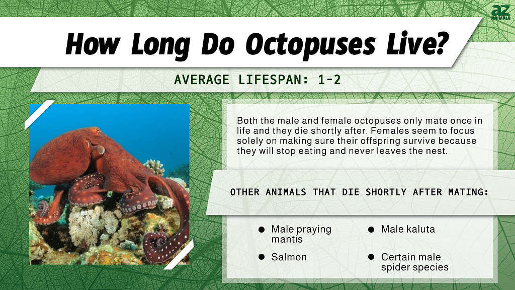How Long Do Octopuses Live? infographic
