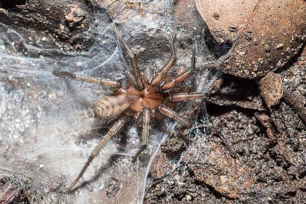 Banded Tunnelweb Spider