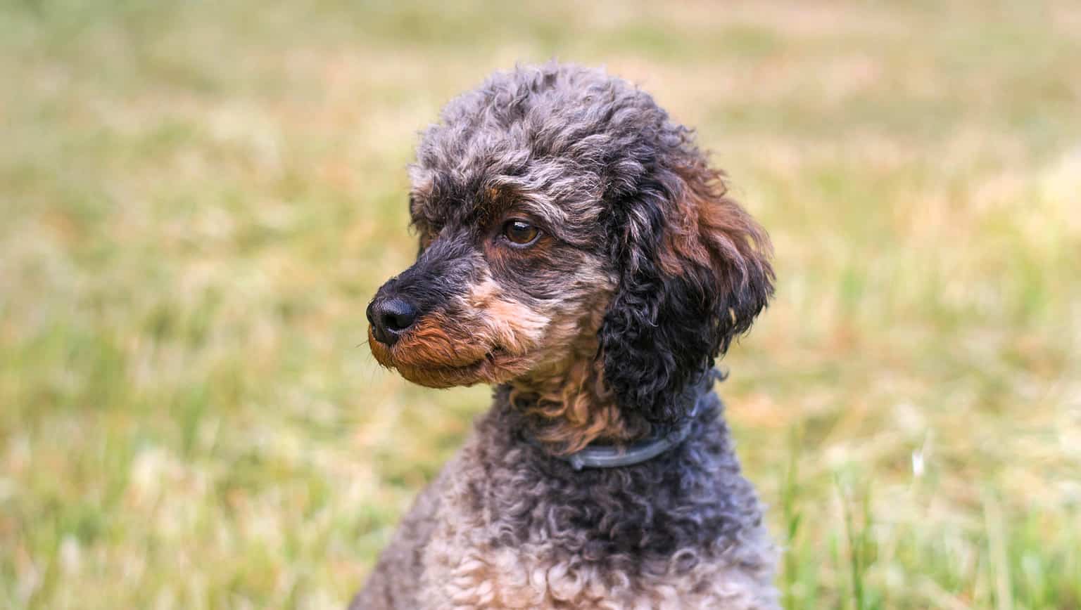 Poodle Colors Rarest to the Most Common AZ Animals